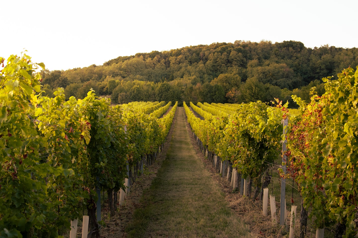 Planning a Relaxed Day on the Limoux Wine Route